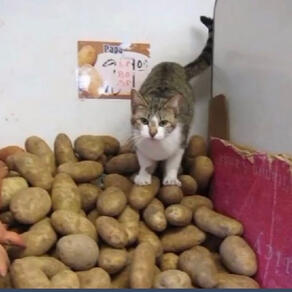 Picture of a cat standing on a pile of potatoes.